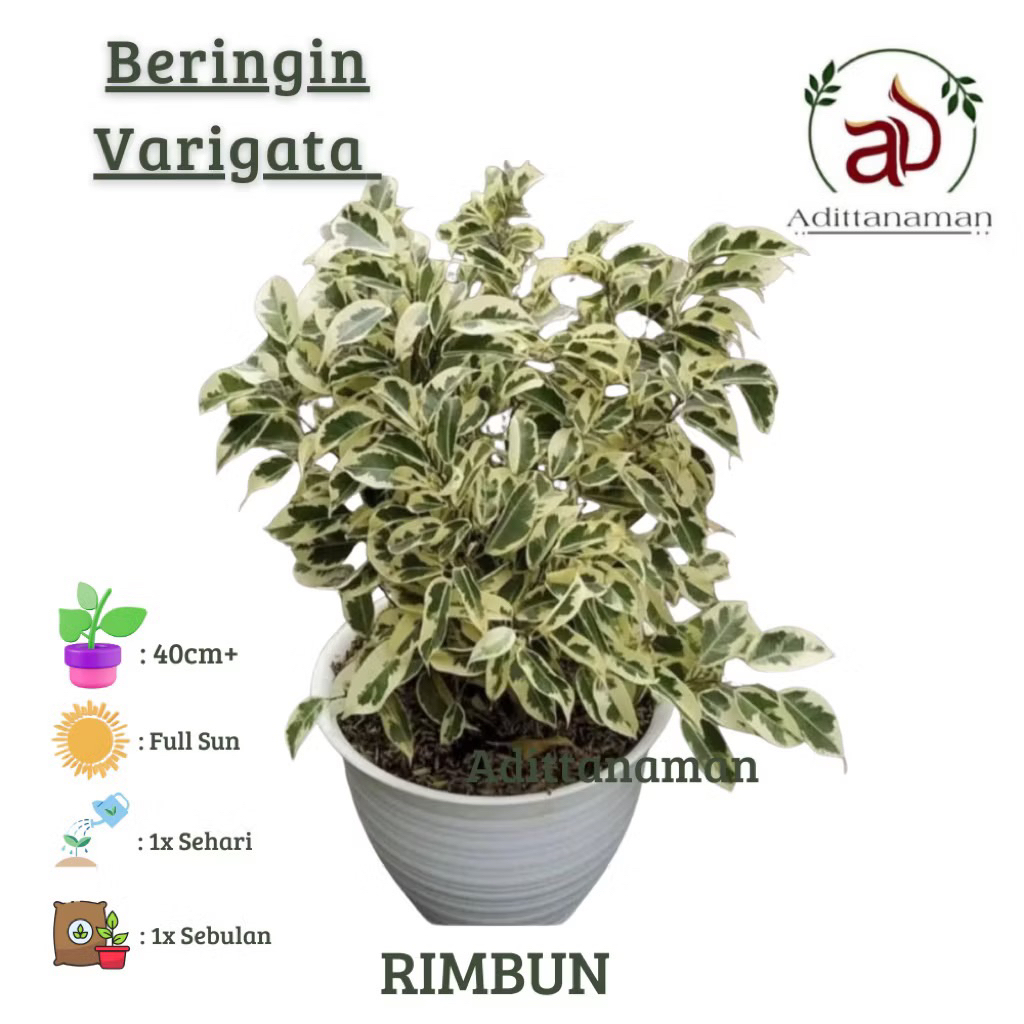 ( RIMBUN ) Beringin putih variegata tanaman hias outdoor BIBIT TANAMAN BAHAN BONSAI BERINGIN PUTIH VARIEGATA TANAMAN HIAS BRINGIN VARIEGATA BERINGIN FICUS beringin koin