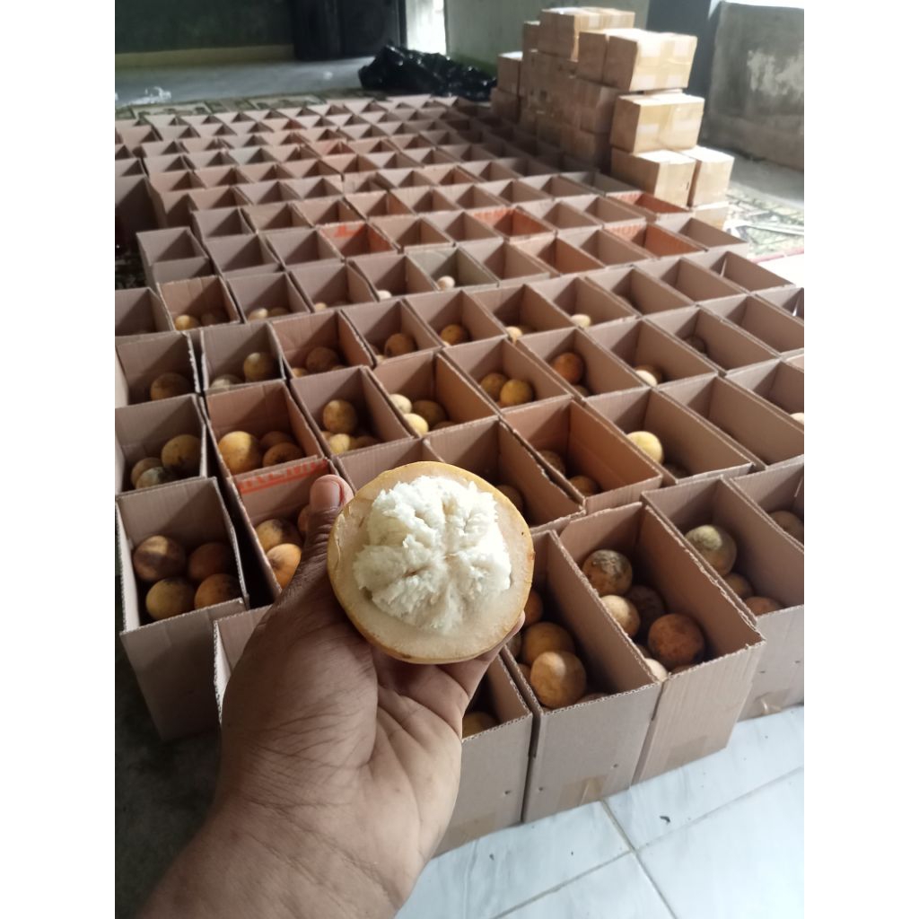 Produk SUPLAYEUR BUAH KECAPI DAUN dll | Shopee Indonesia