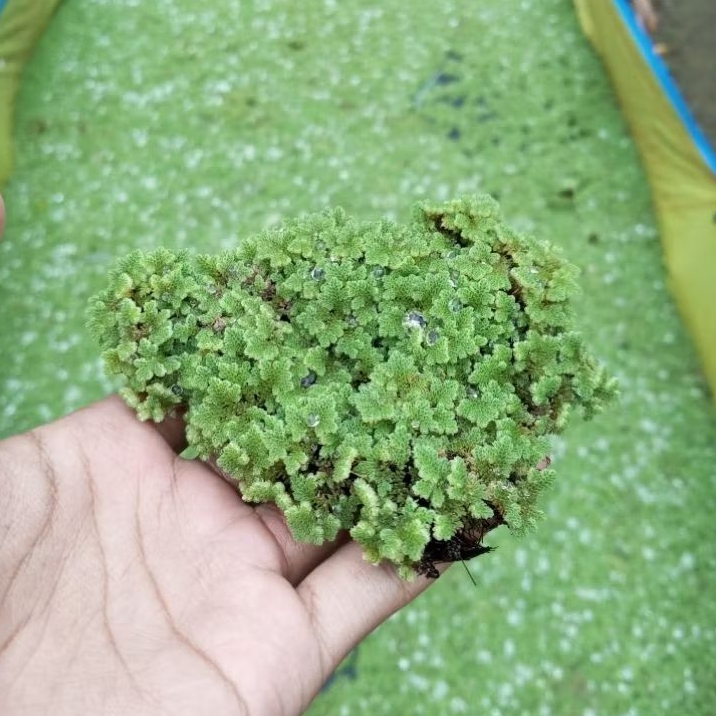 Jual Azolla 1kg fresh pakan ternak | Shopee Indonesia