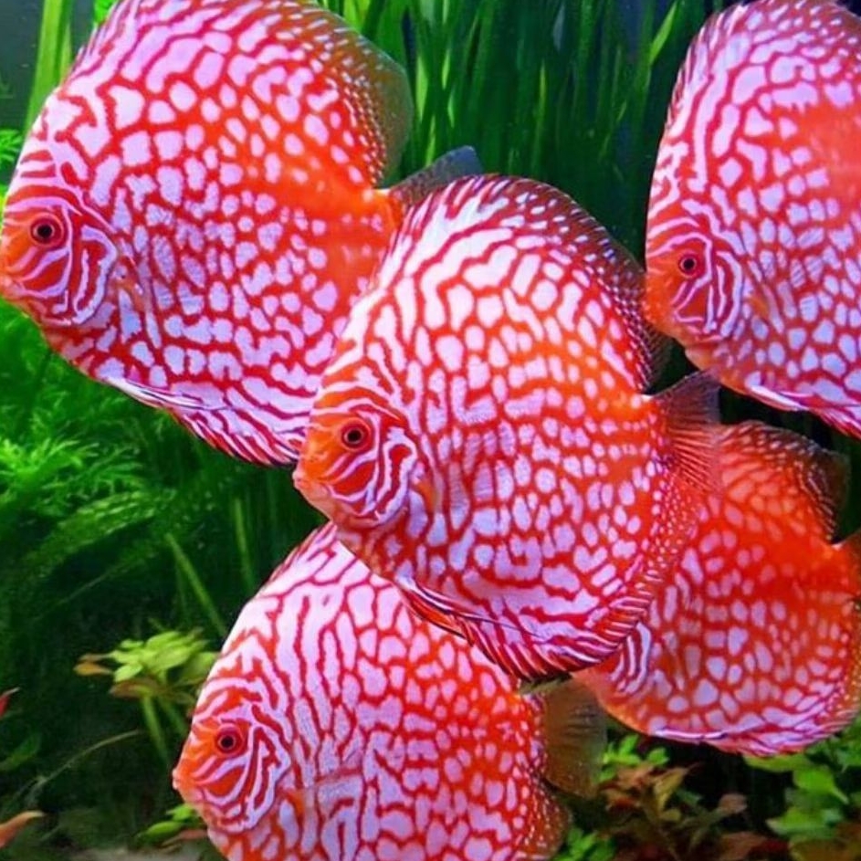 Jual Discus Aquascape Pigeon CKB ikan hias aquarium | Shopee Indonesia