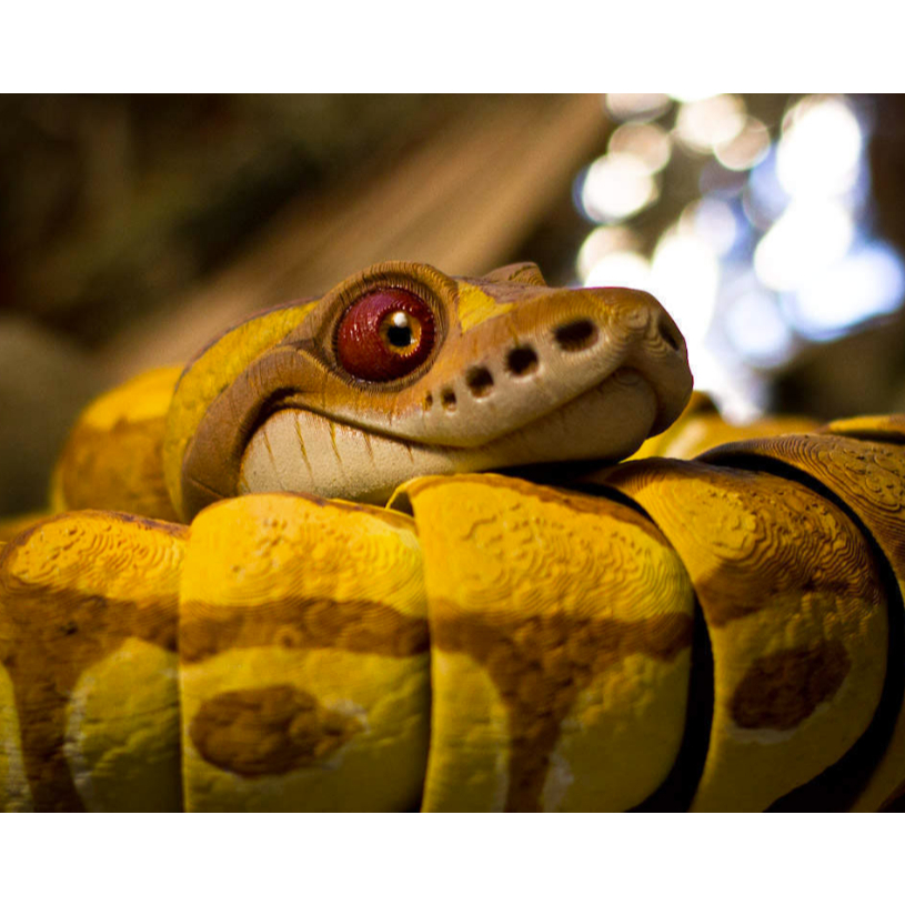 Jual Ular Ball Python Terlengkap & Harga Terbaru Agustus 2026 | Shopee ...