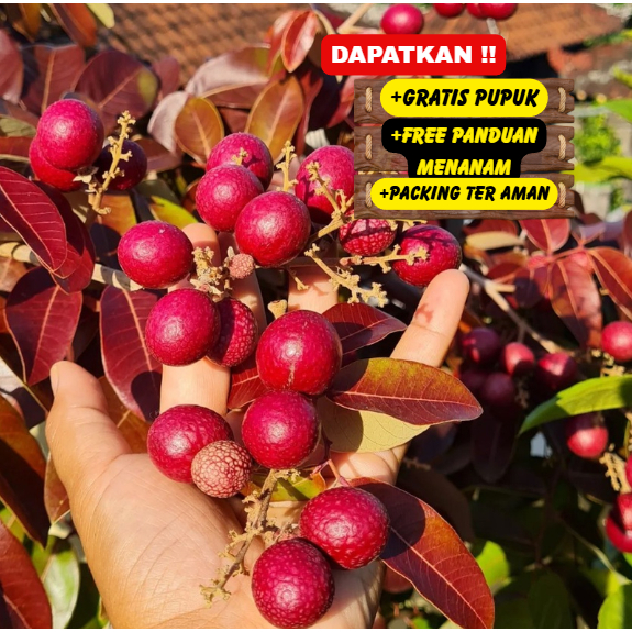 Kelengkeng Merah Bibit Unggul sudah berbunga / Garansi Cepat Berbuah