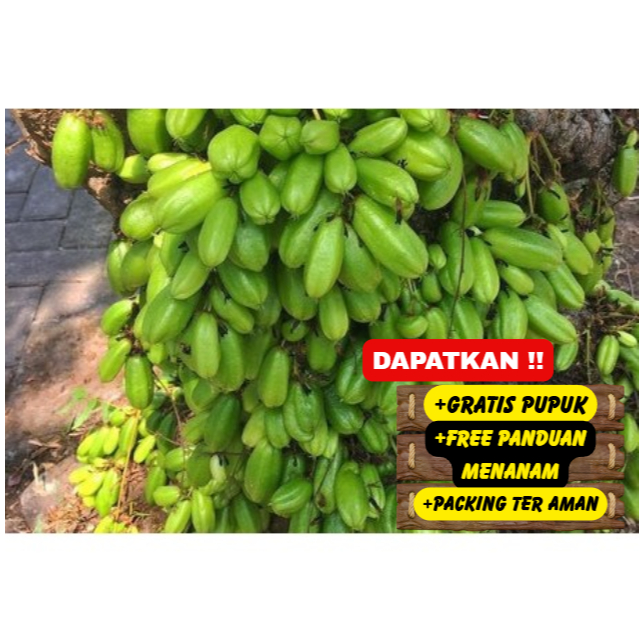 Bibit | Pohon Belimbing Wuluh / Sayur Super unggul