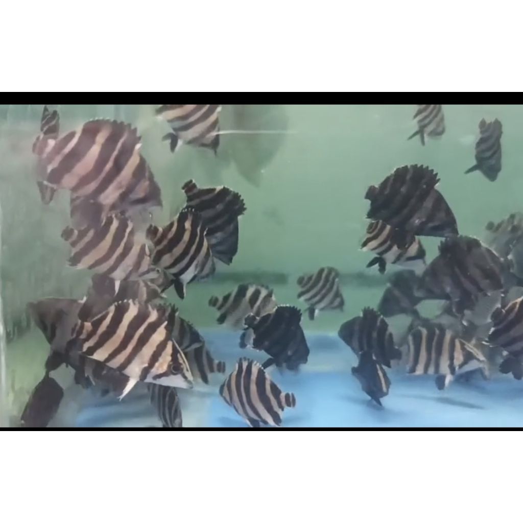 Jual ikan predator tiger datz gold sumatra ikan datz Grade A simetris ...