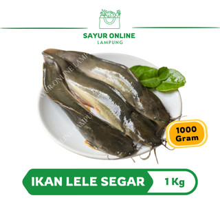 Ikan Lele Segar 1Kl