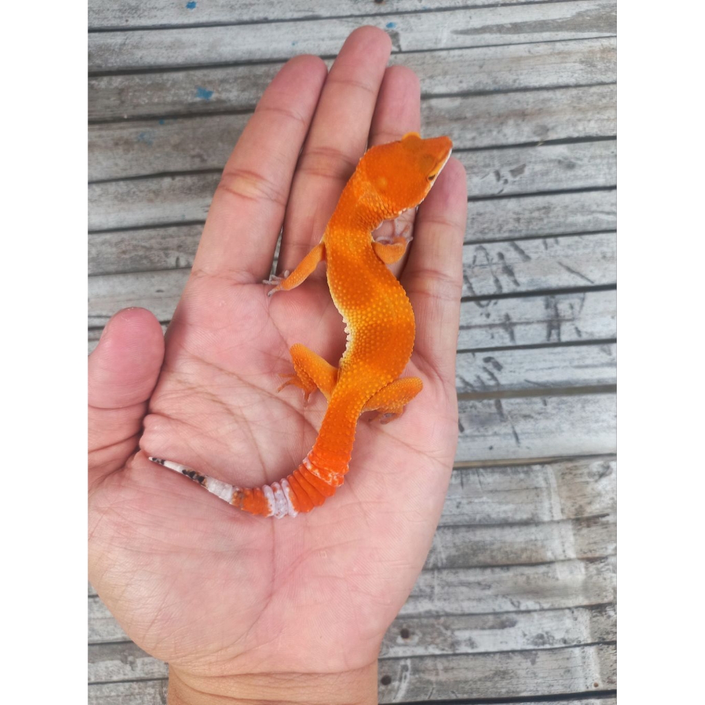 Jual MAINAN GECKO SHTCTB MERAH JUVENILE SESUAI FOTO | Shopee Indonesia