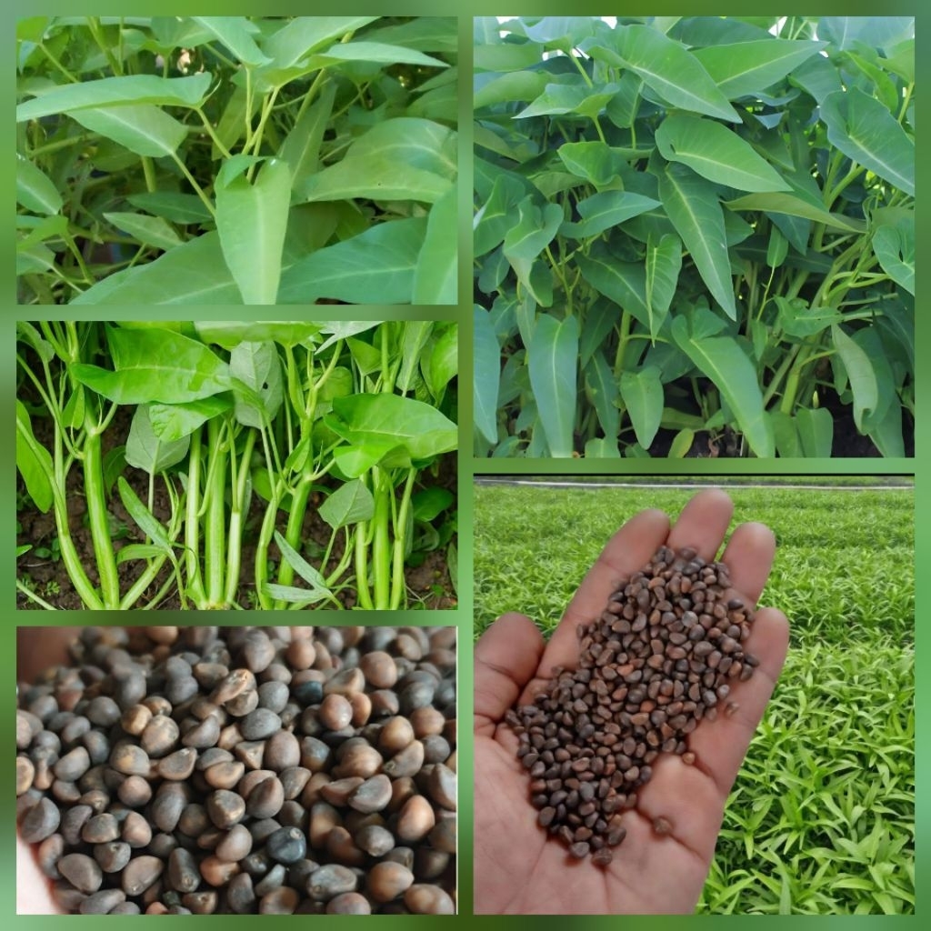 BIJI/BENIH SAYURAN KANGKUNG DAUN LEBAR