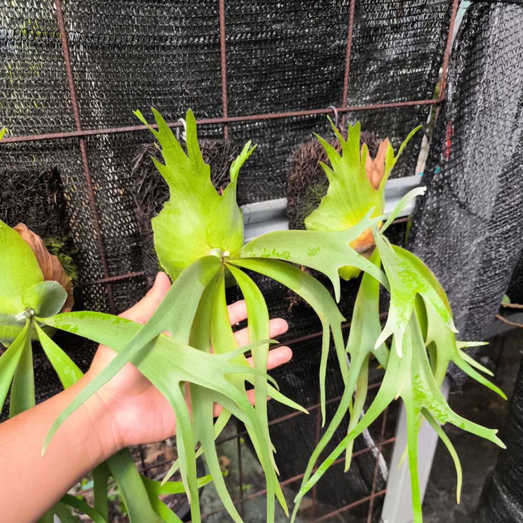 Jual platycerium willinckii cv robin | Shopee Indonesia