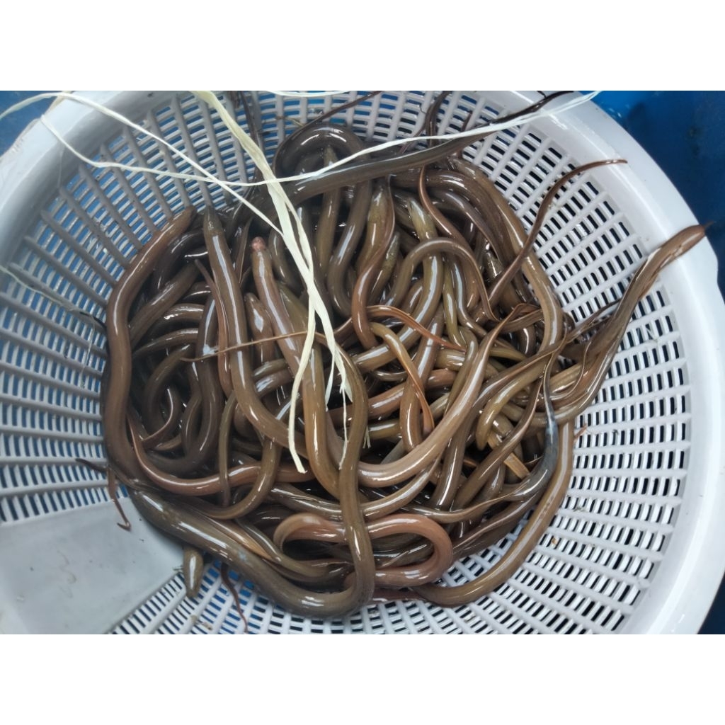 Jual Belut Rawa Terlengkap & Harga Terbaru Juli 2026 | Shopee Indonesia