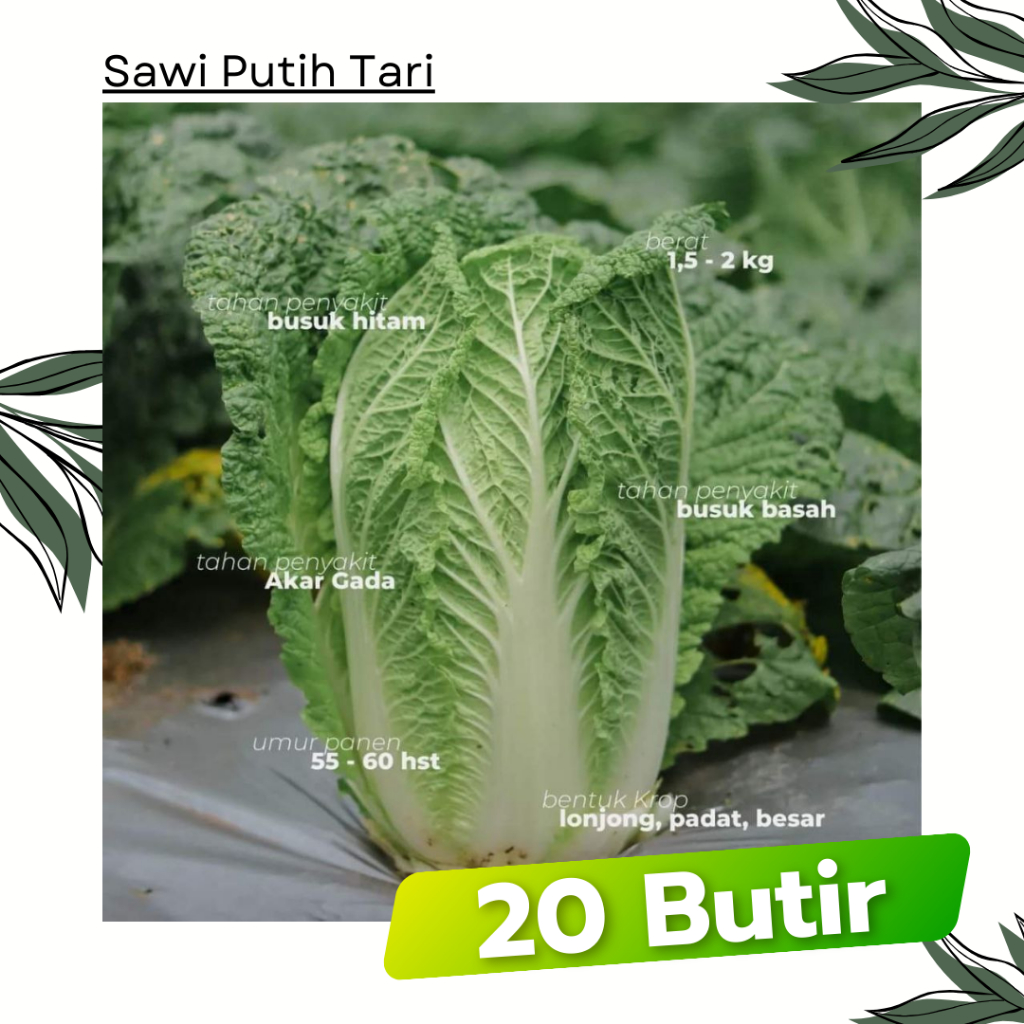 20 Butir - Sawi Putih TARI Tunas Agro Bibit Sayuran Tanaman