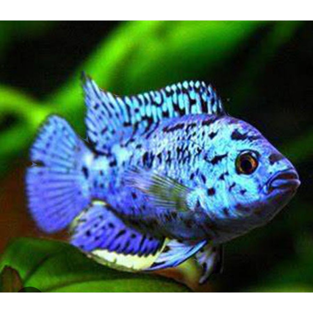 Jual CICHLID EBJD ( Electric Blue Jack Dempsey ) Ikan Hias EBJD ...
