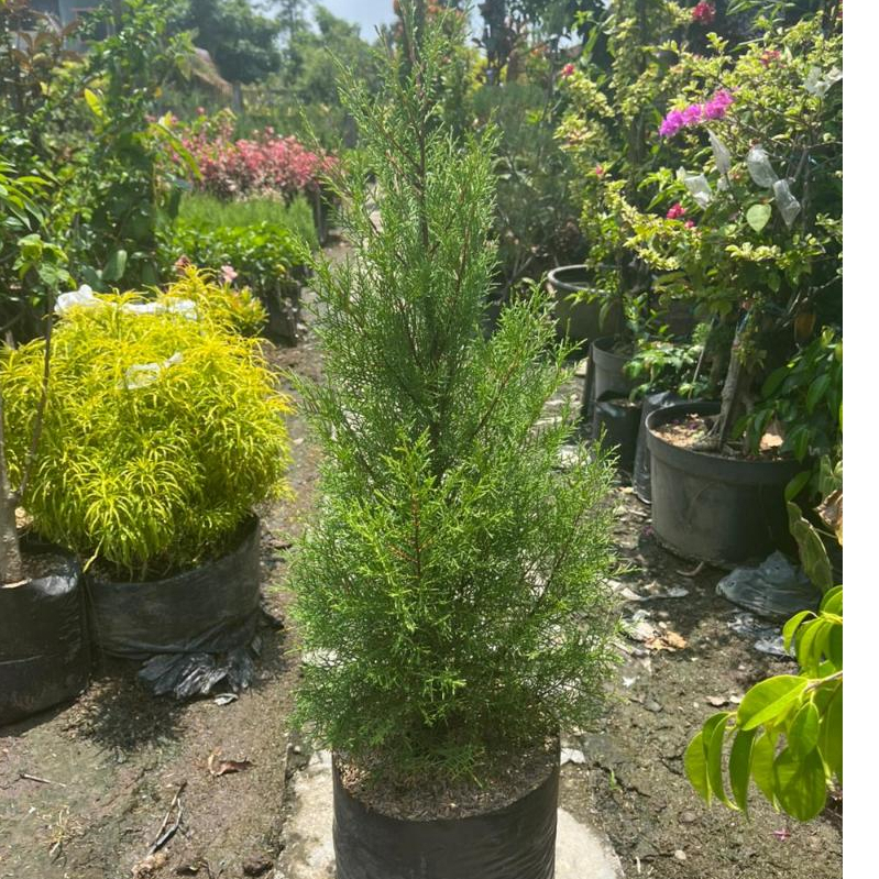 Jual Tanaman Cemara Rentes Wangi Tinggi 80 cm Siap tanam - Tanaman ...