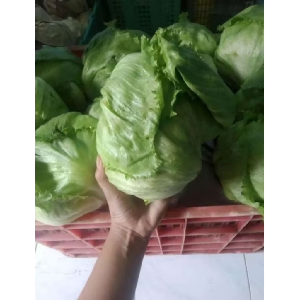 Jual LETUCE 1KG DAN 500GRAM | Shopee Indonesia