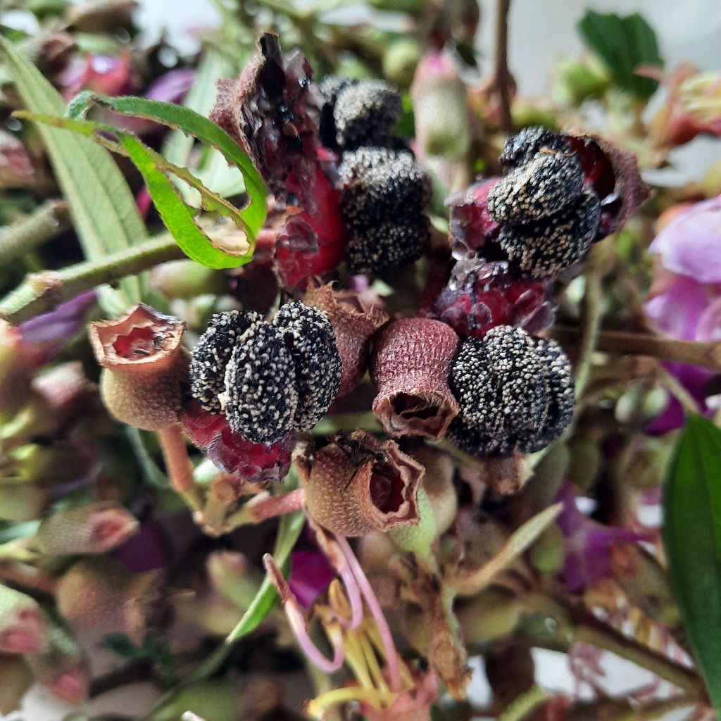 Jual buah harendong sengani dipetik langsung 250 gram | Shopee Indonesia