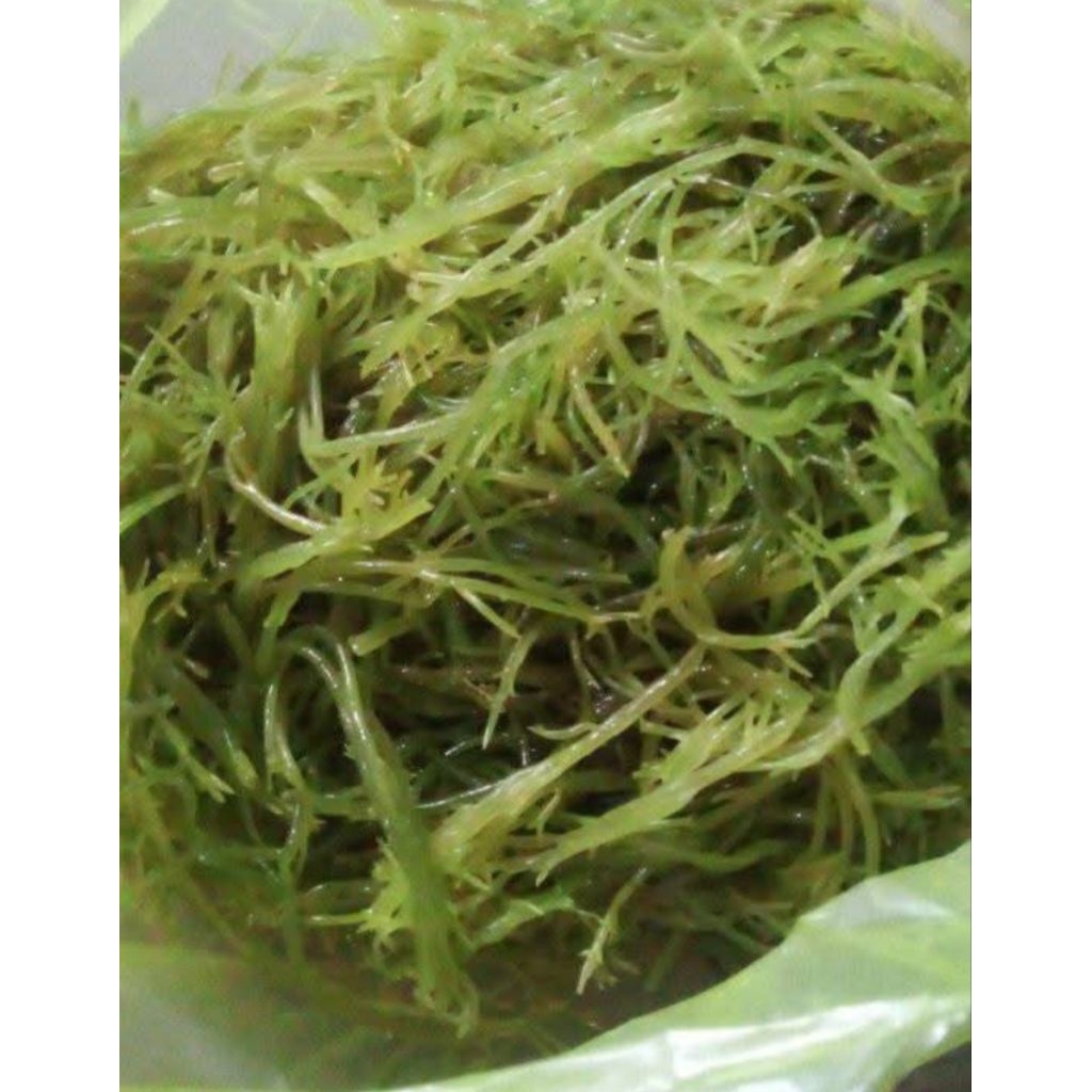 Jual Rumput Laut MASIH MENTAH 1/2kg | Shopee Indonesia