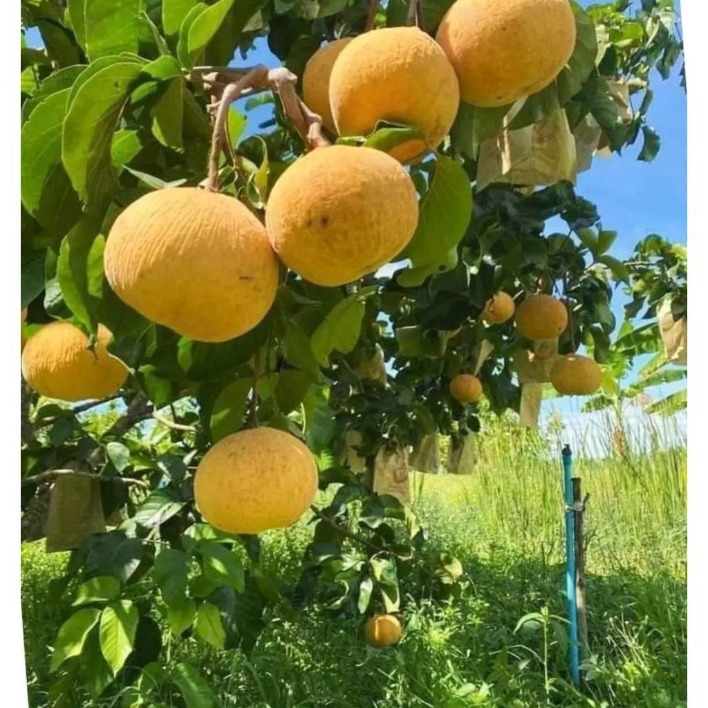 Jual Buah kecapi 1kg Fresh Petik Langsung Di Pohon | Shopee Indonesia