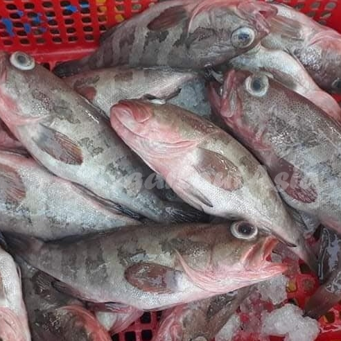 Jual Ikan Kerapu / Ikan Kerapu Segar / Ikan Kerapu 1Kg / Ikan Kerapu ...