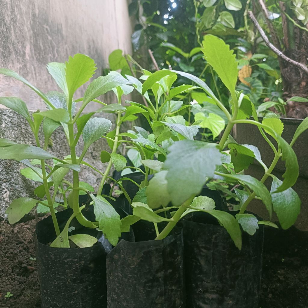 Jual Bibit Tanaman Herbal Sedingin Asli | Shopee Indonesia