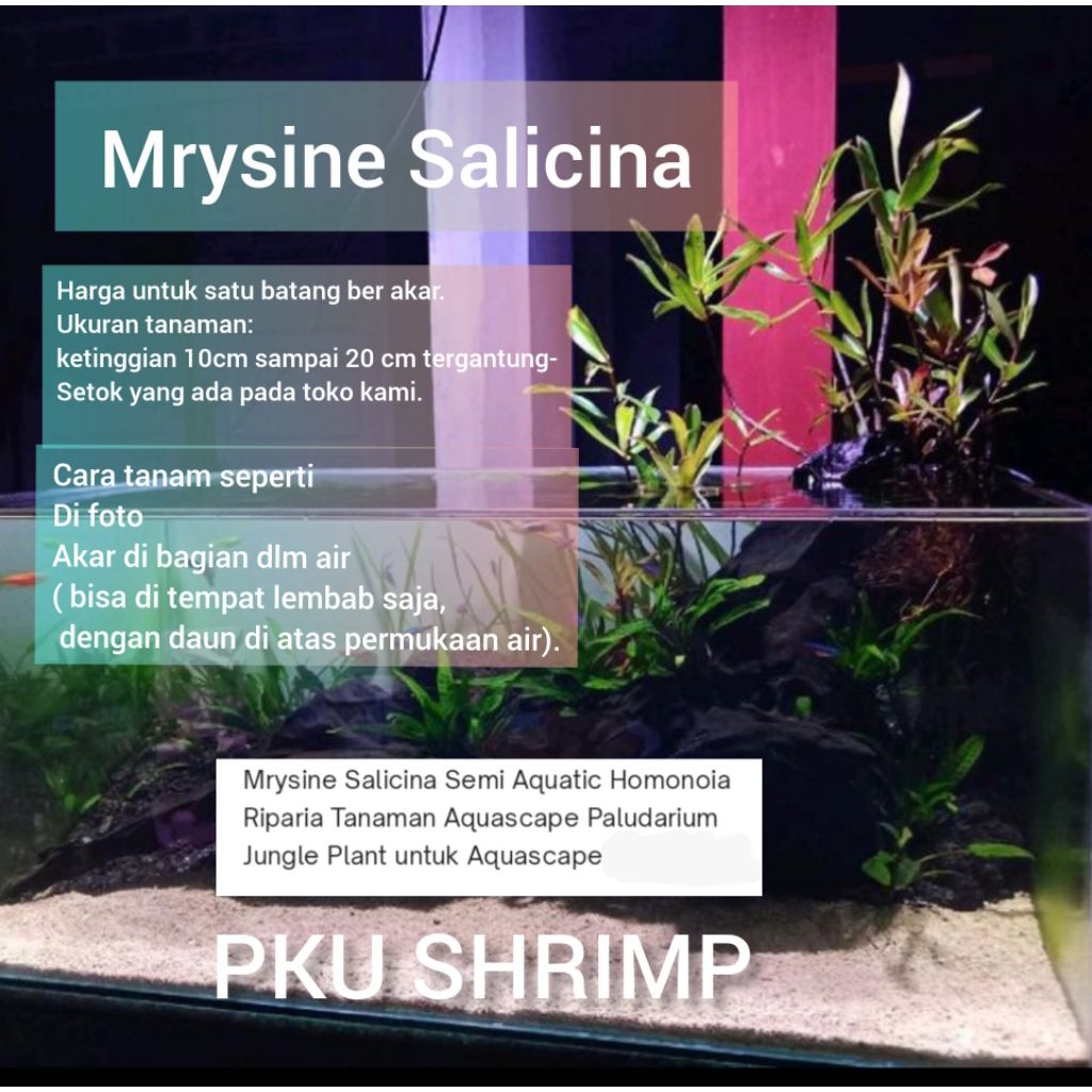 Jual Mrysine Salicina Tanaman Aquascape Paludarium Terrarium | Shopee ...