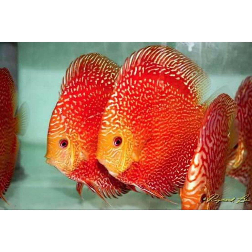 Jual DISCUS RED STARDUST LUAR PULAU WAJIB CHAT ADMIN | Shopee Indonesia