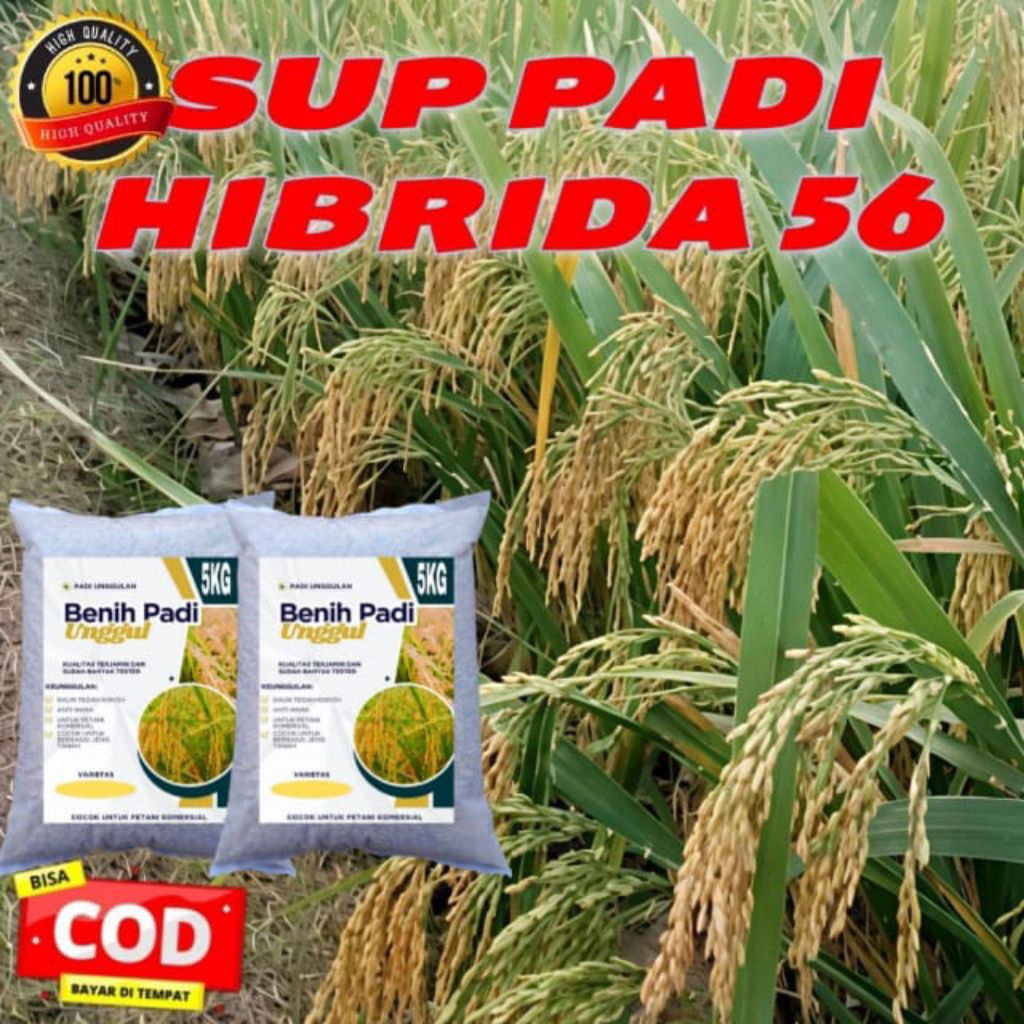 Jual BENIH PADI SUPADI 56 HIBRIDA 1KG KUALITAS ORIGINAL | Shopee Indonesia