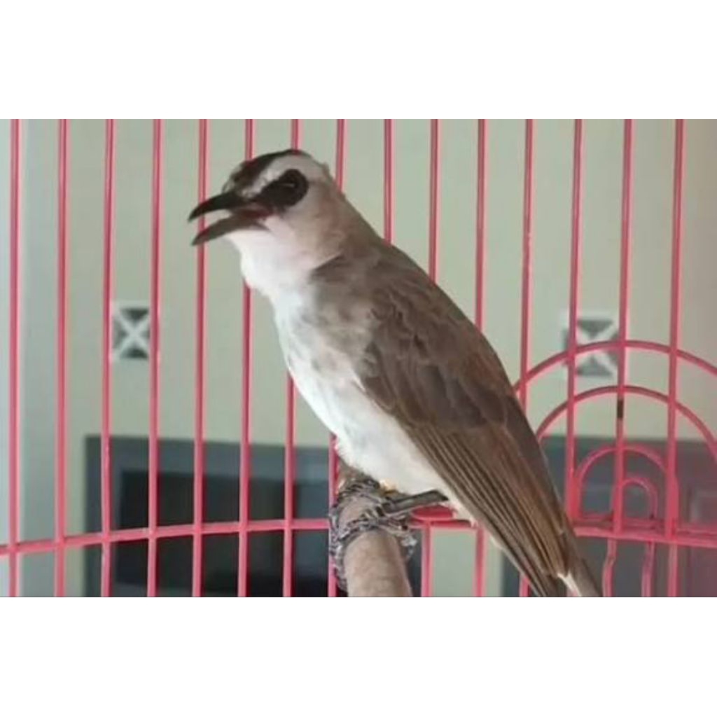 Jual Burung Trucukuan Bahan Jatim bisa COD | Shopee Indonesia