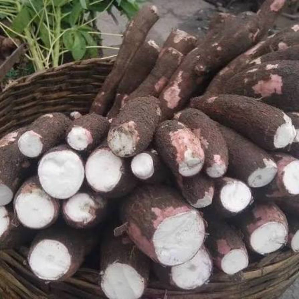 Jual singkong apuy kulit merah 1 kg | Shopee Indonesia
