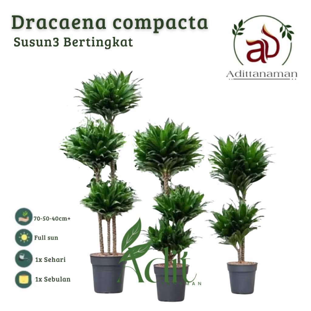 PAKET 3 Tanaman Hias Dracaena Compacta / Janet Craig  tanama hias dracena susun 3  dracena hijau Tanaman hias indoor & outdoor tanaman kuat di teras atas rumah  Tanaman hias Dracena compacta Tanaman hidup dracena