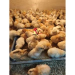 DOC / Anakan Ayam Kampung Petelur Elba | Sudah Vaksin NDIB (Minim Order 25)