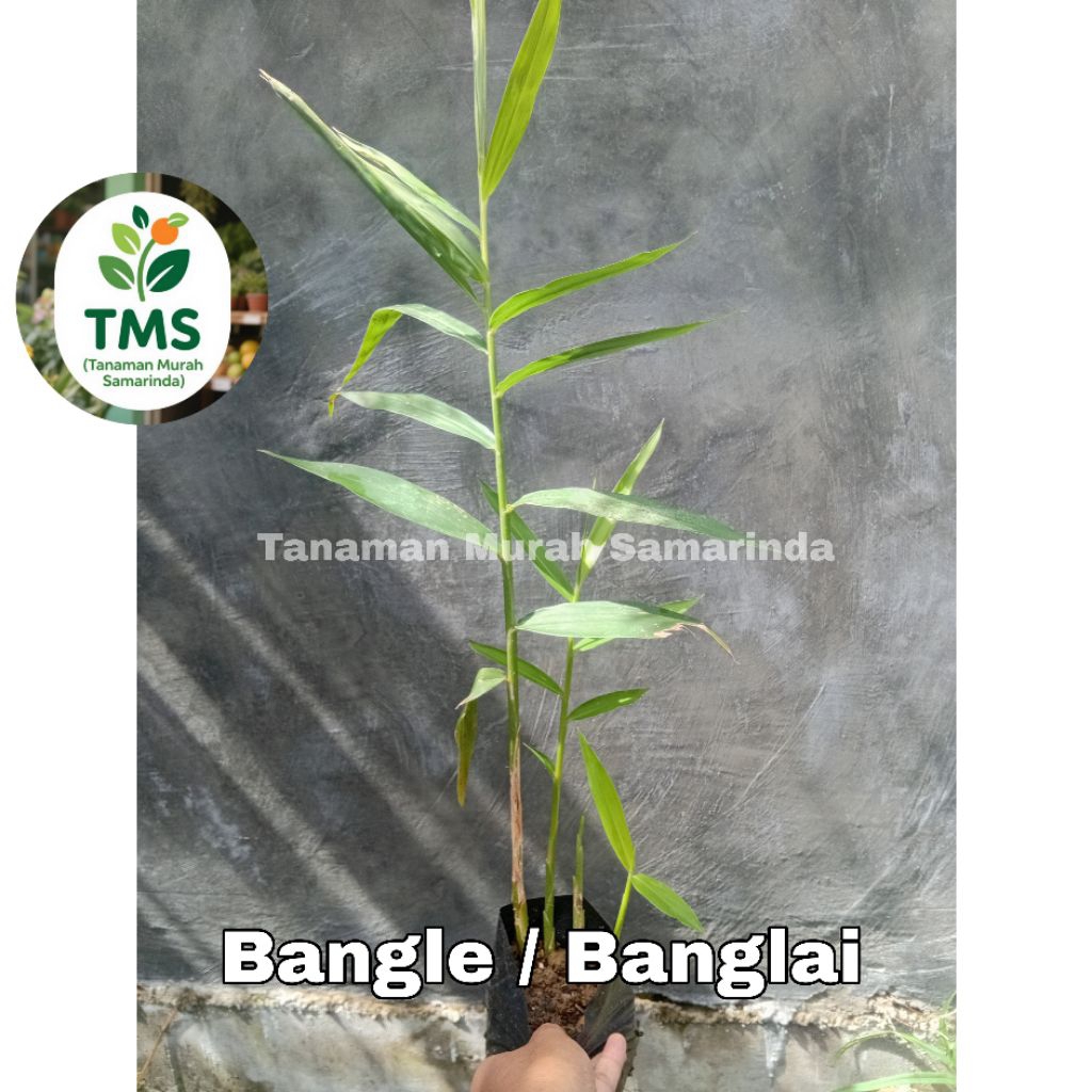 Jual TMS~ Bibit Bangle tanaman bangle rimpang bangle bibit banglai ...