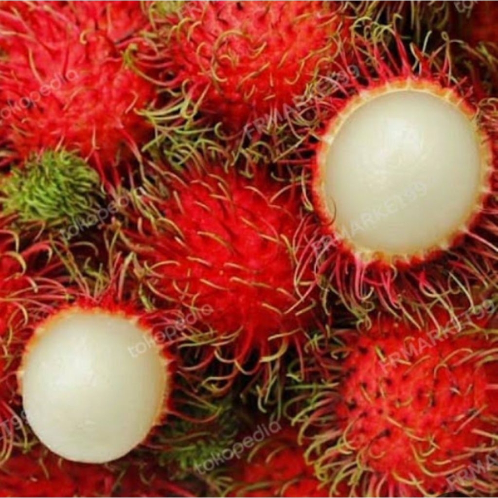 Jual RAMBUTAN BINJAI MANIS FRESH NGELOTOK ( 1 KG ) | Shopee Indonesia