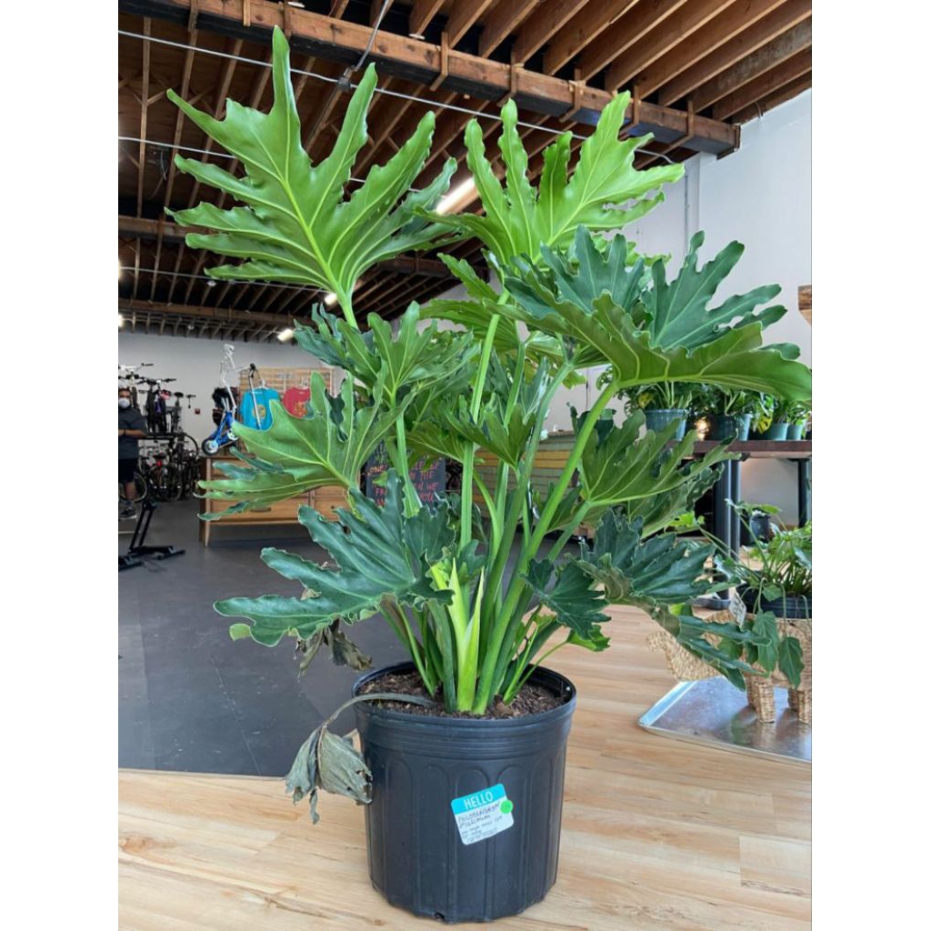 Jual Tanaman Hias Philodendron Selloum - Tanaman Indoor - Pohon Dendrum ...