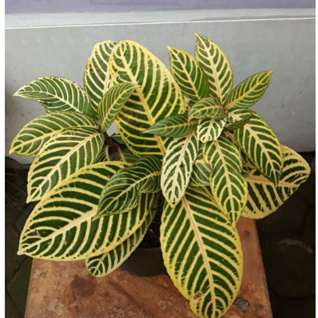 tanaman hias aphelandra golden | bunga hias aphelandra