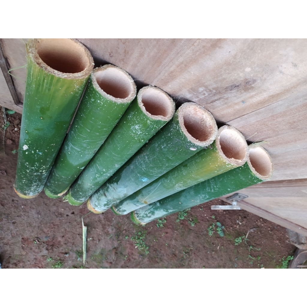 Jual Ruas bambu untuk nasi lemang panjang 60cm | Shopee Indonesia