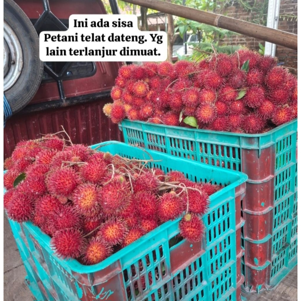 Jual Rambutan Ac lebak 1kg - Daging Tebal, Manis, Segar | Shopee Indonesia