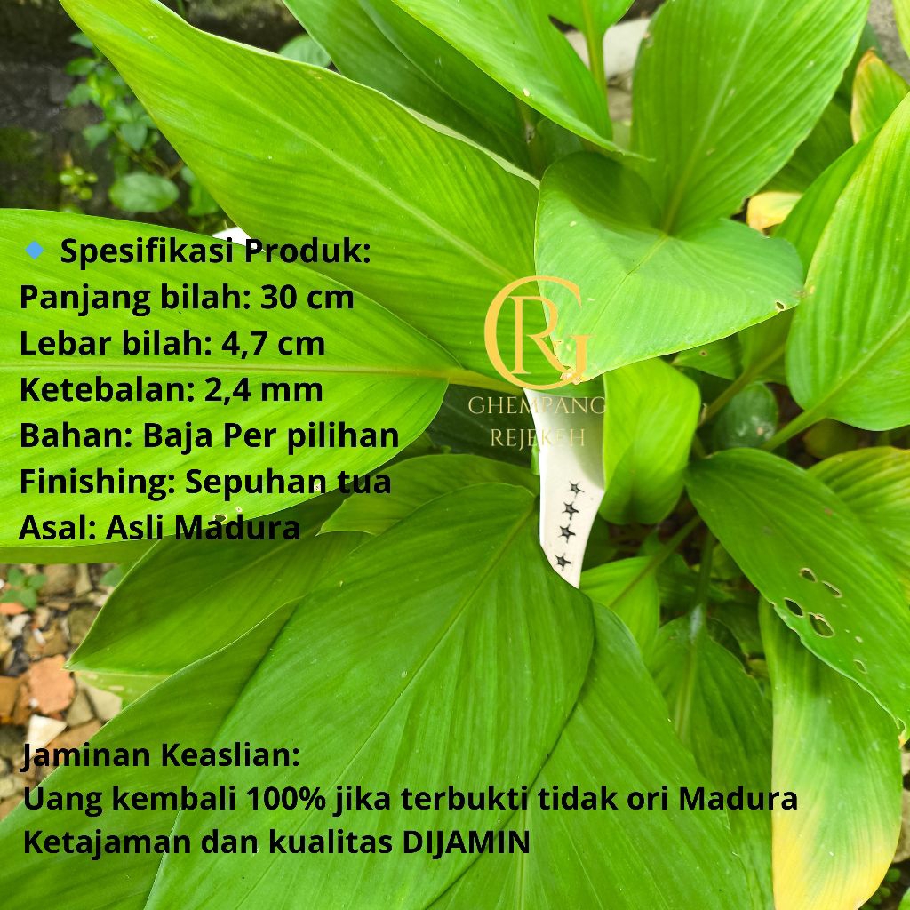 Jual Alat Mencari Rumput Bintang 5 Madura Sedang | Shopee Indonesia