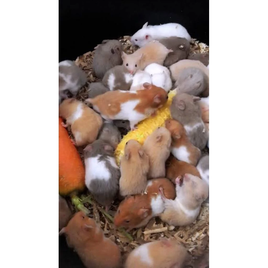 Jual Hamster Campbell Winter White Surabaya