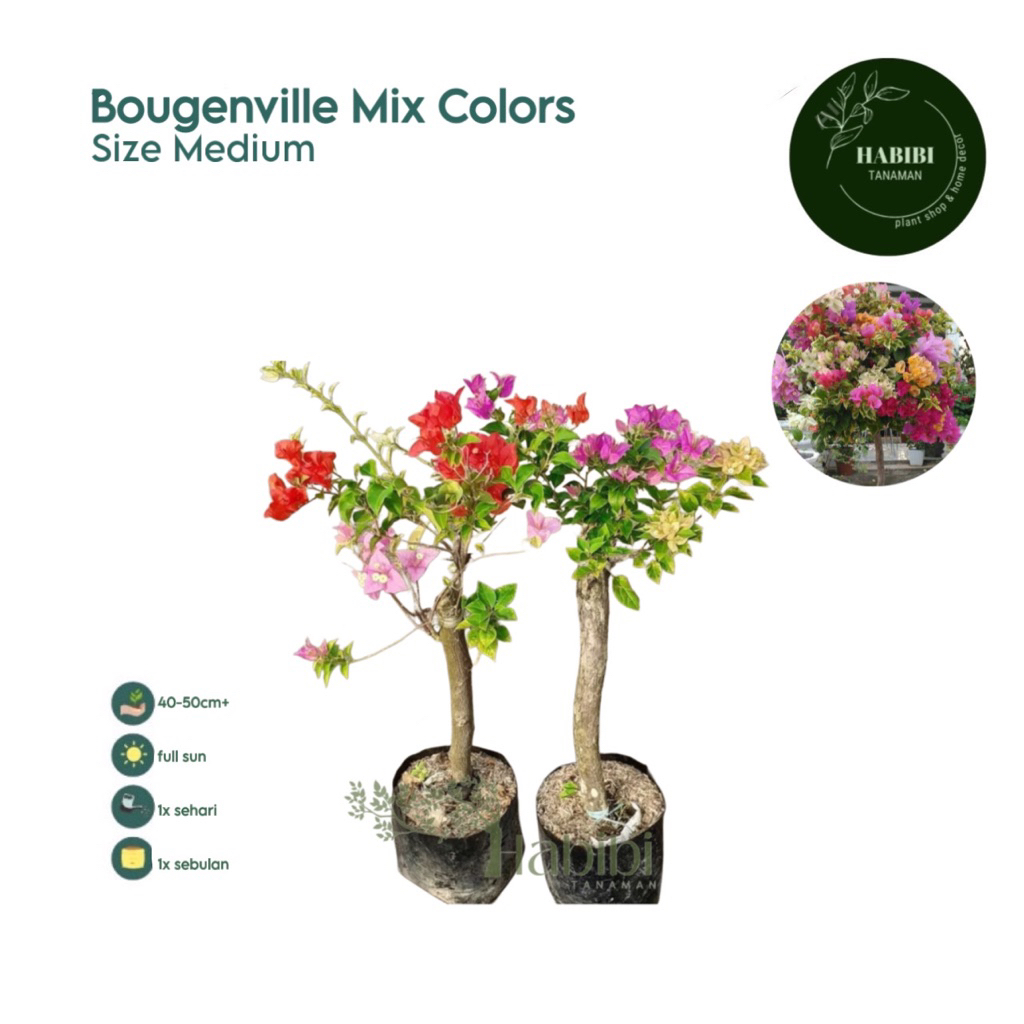 Jual Promo ( Bisa COD) tanaman bunga bougenville mix color tanaman hias ...