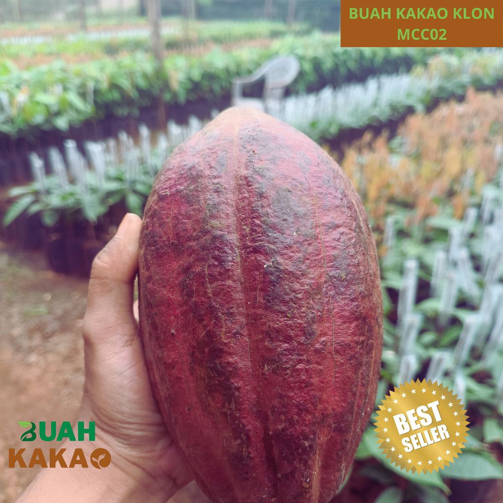 Jual Buah Kakao Klon MCC02 Segar Asli Indukan Unggul Berat ±800 Gram ...
