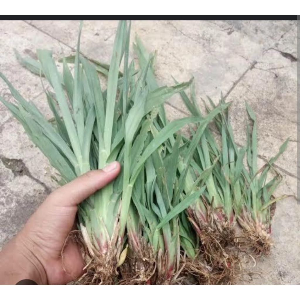 Jual BIBIT RUMPUT SETARIA 500 GRAM BIBIT DEMPLOT PAKAN TERNAK ...