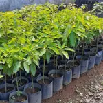 Bibit Tanaman Buah Alpukat Unggul