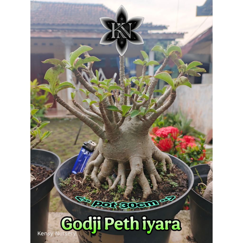 Jual ADENIUM JUMBO | ARABICUM JUMBO | BONSAI ADENIUM | | Shopee Indonesia