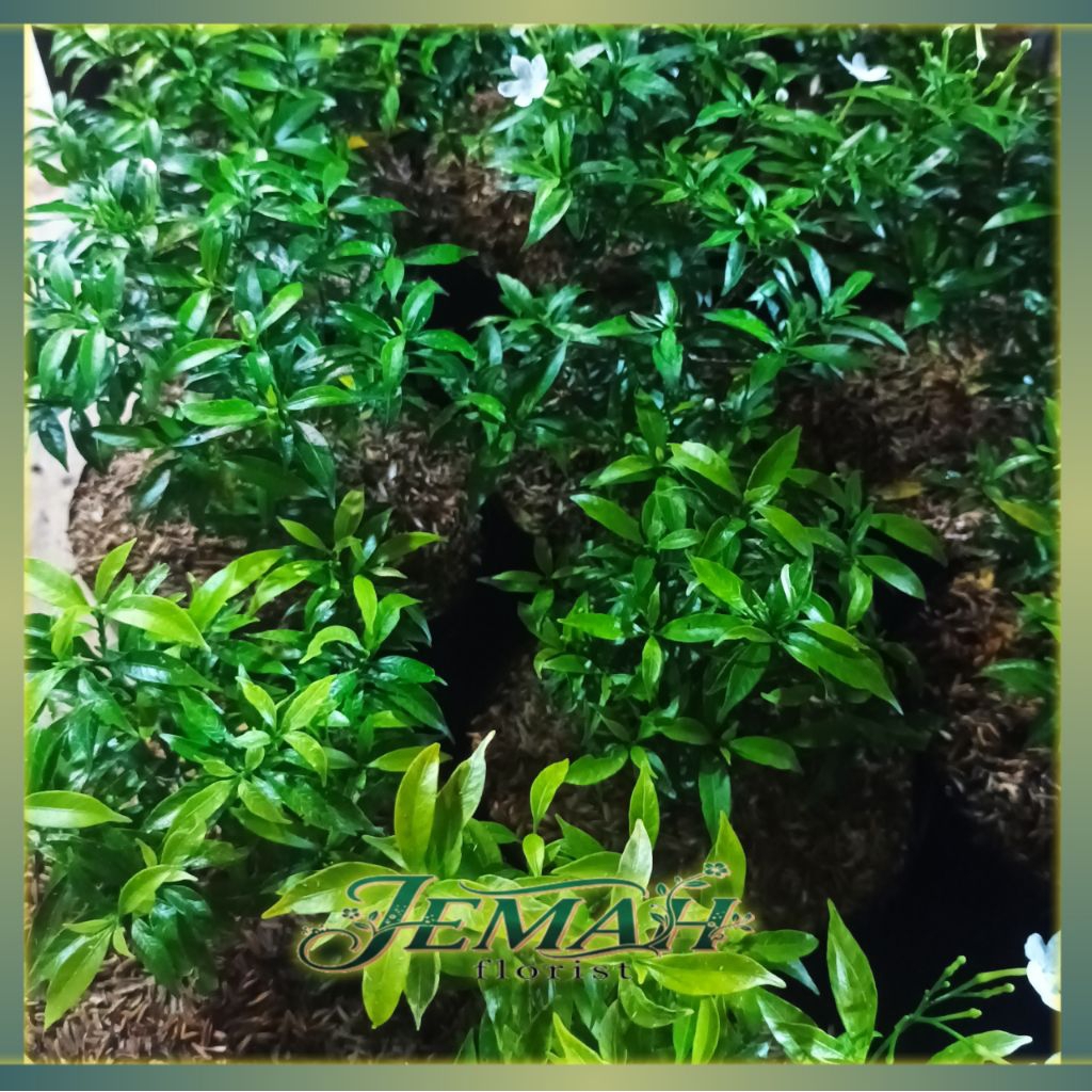 Jual TANAMAN HIAS MELATI SABRINA REMBOSA MINI RIMBUN BERBUNGA/TANAMAN ...