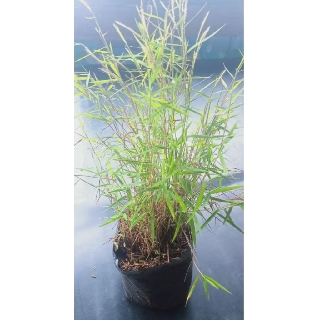 Jual bambu mini micro/bambu jepang | Shopee Indonesia