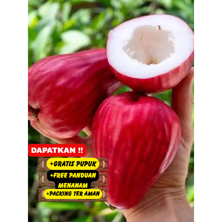 Jual Bibit Jambu Jamaika Sintang (BISA TANAM DI POT) Super Unggul ...