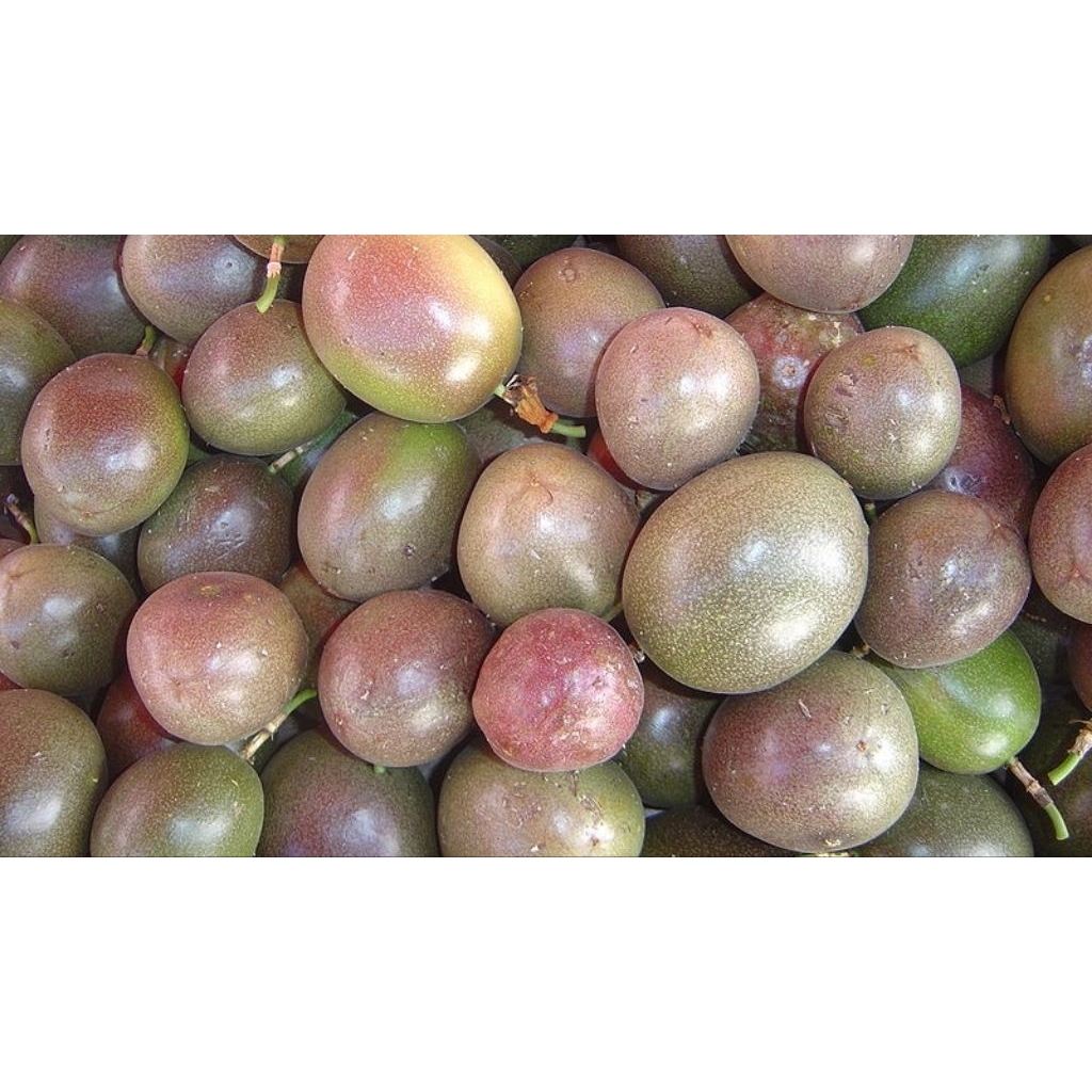Jual Buah Markisa merah lokal fresh segar 1kg | Shopee Indonesia