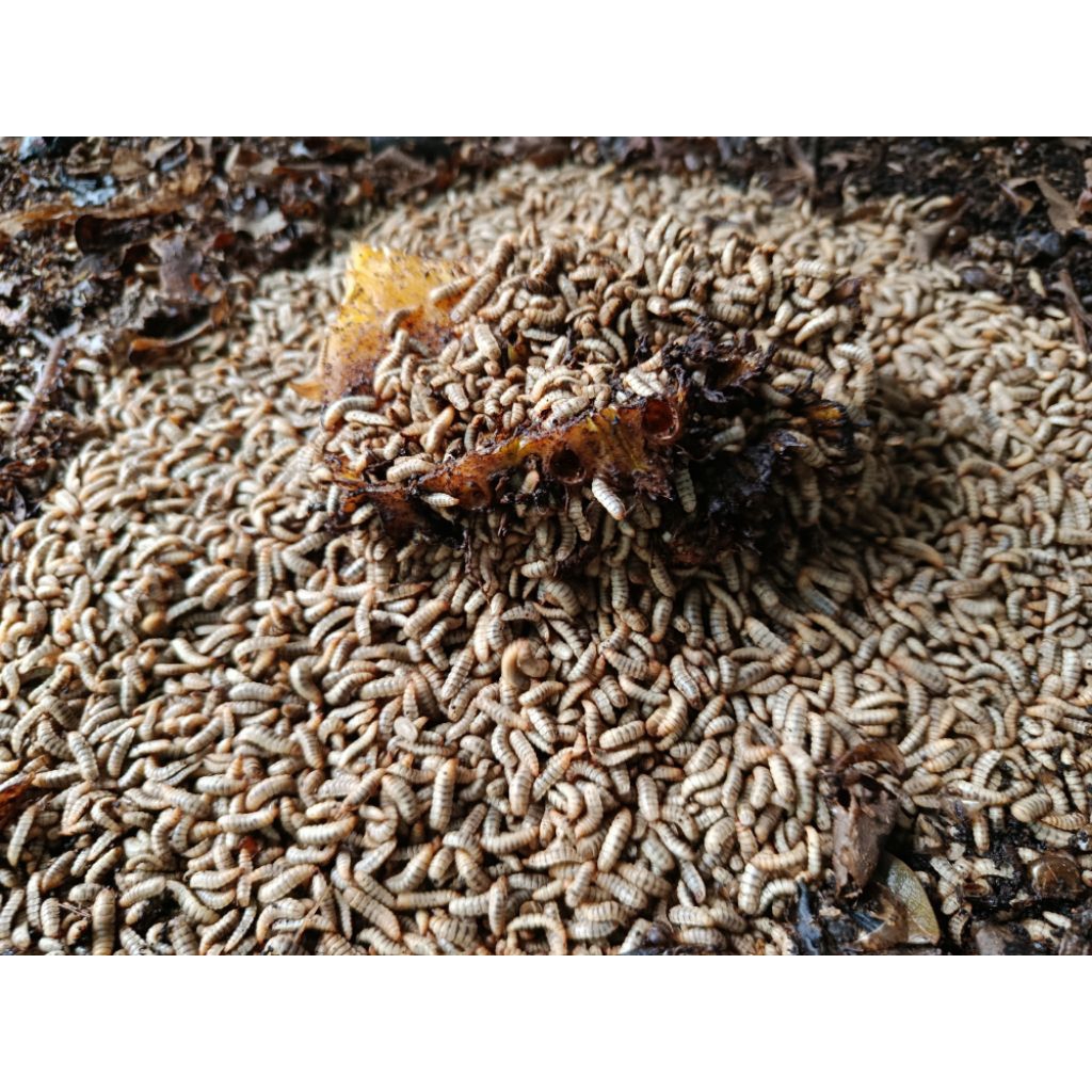Jual maggot bsf / maggot hidup 1kg fresh maggot maggot basah | Shopee ...