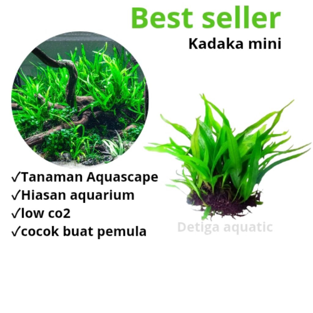 Jual Kadaka Mini Tanaman Aquascape Low Co2 Hiasan Dekorasi Aquarium ...