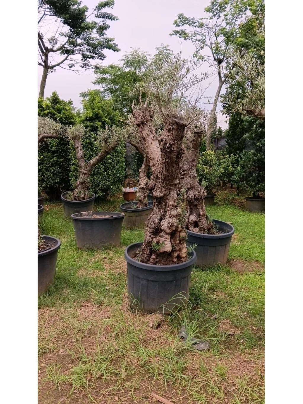 Jual pohon zaitun olive tree harga berbeda_beda harga termurah | Shopee ...