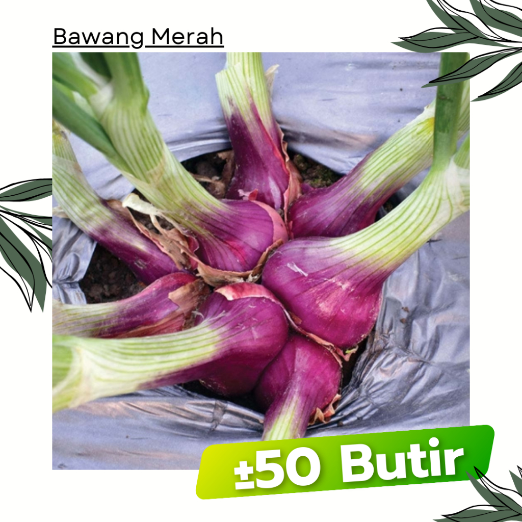 ±50 Butir - Benih Bawang Merah LOKANANTA Cap Panah Merah Bibit Sayuran Tanaman